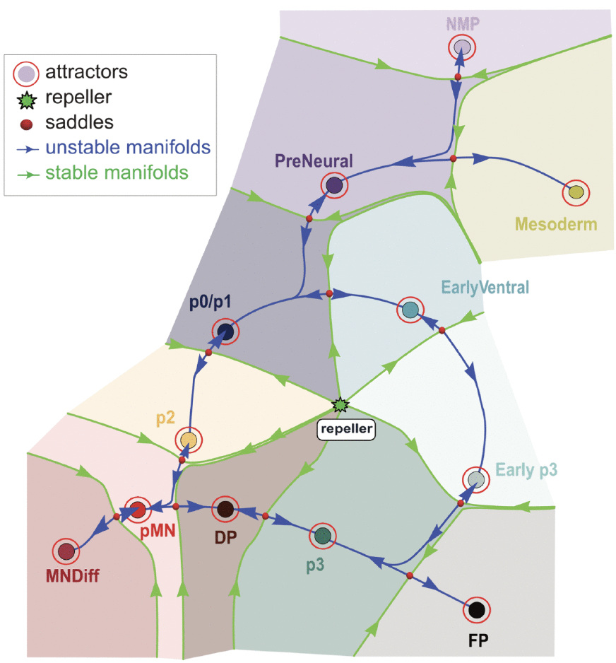 Diagram of a cell fate landscape divided into coloured basins. Labelled attractors for NMP, Mesoderm, PreNeural, EarlyVentral, p0/p1, p2, pMN, DP, Early p3, p3, FP and MNDiff sit within the basins, separated by saddle points and a central repeller. Blue arrows mark unstable manifolds running between states and green arrows mark stable manifolds along the basin boundaries.