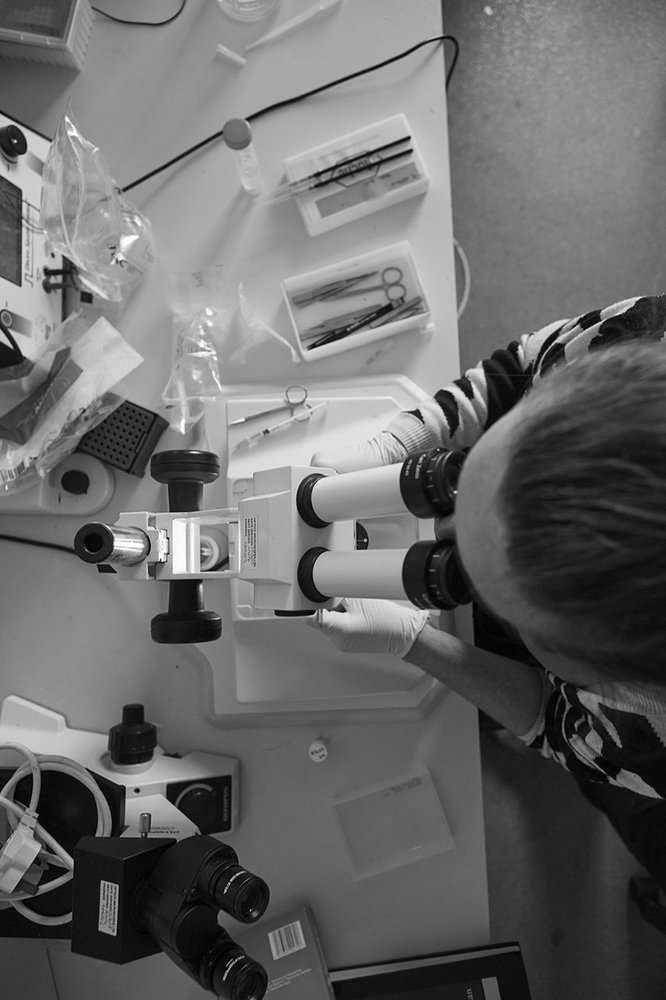 Mill Hill Embryo Dissection