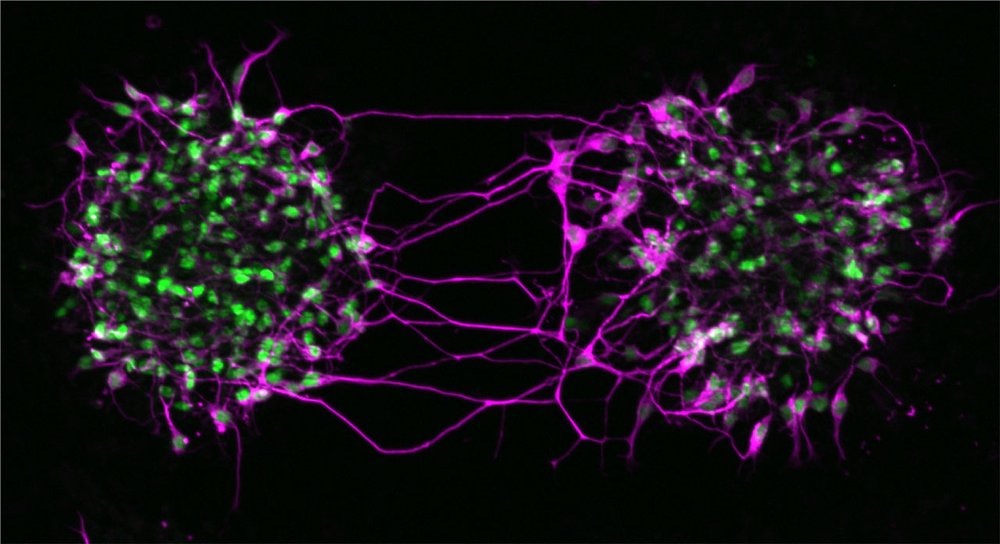 MNs in vitro