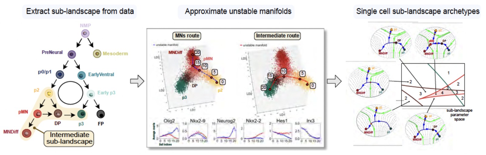 Three panels. A graph of cell states from neuromesodermal progenitors down to motor neurons, with one branch highlighted as a sub-landscape. Two three-dimensional plots of single cells with a fitted curve running through them, one following the motor neuron route and one an intermediate route, above gene expression profiles along each. A set of small landscape diagrams mapped onto a parameter space
