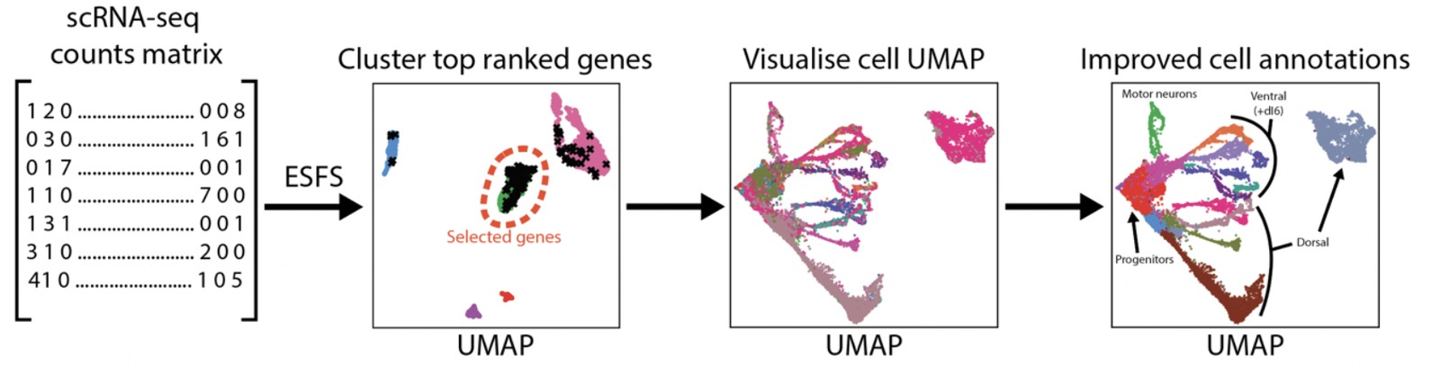 Workflow diagram. A counts matrix passes through Entropy Sorting feature selection, the top ranked genes are clustered on a UMAP and one cluster is selected, cells are then visualised on a UMAP, and the resulting annotation separates progenitors, motor neurons and dorsal and ventral populations