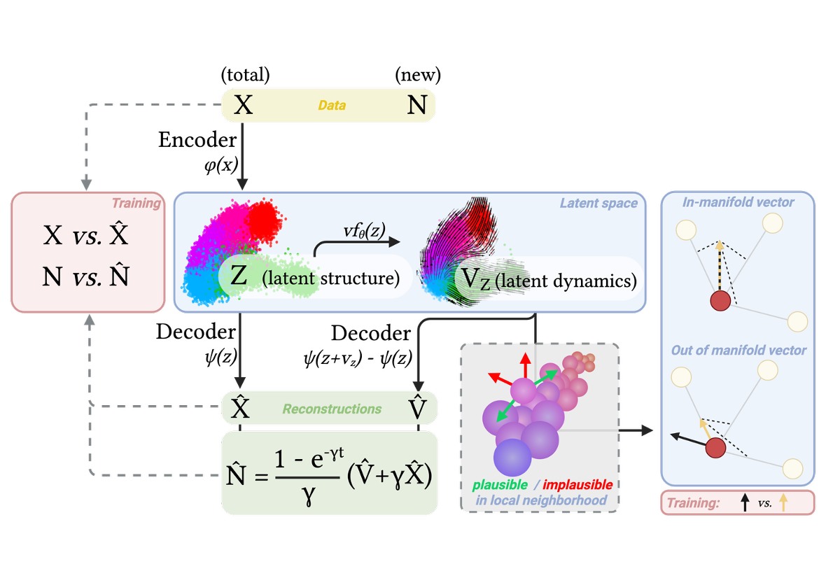 Schematic of the Velvet model. Total and newly made transcript counts pass through an encoder into a latent space, where a learned vector field assigns each cell a direction and speed. A decoder returns both the cell state and its velocity to gene expression, and training compares predicted and measured new transcripts and penalises vectors that leave the data manifold