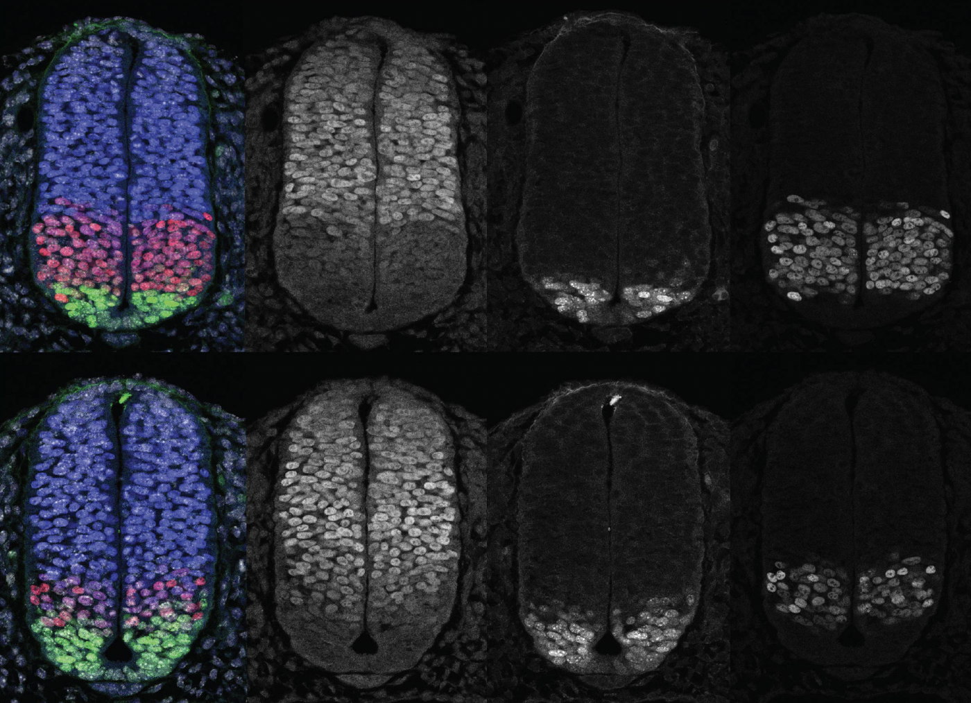 Two rows of transverse neural tube sections, wild-type above and enhancer mutant below, each shown as a merged image and three greyscale channels. In the mutant the Olig2 domain is smaller and the Pax6 domain larger