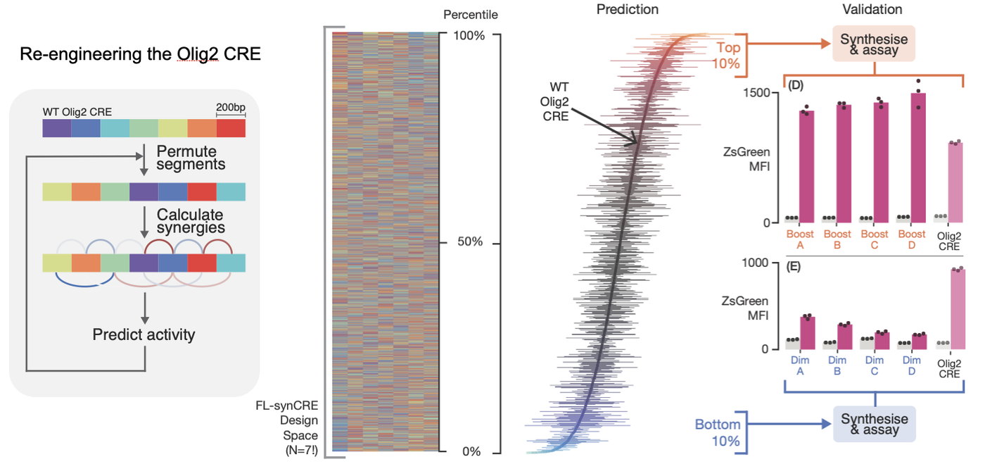Schematic of redesigning the Olig2 regulatory element by permuting its segments and predicting activity, with the predicted strongest and weakest designs synthesised and measured
