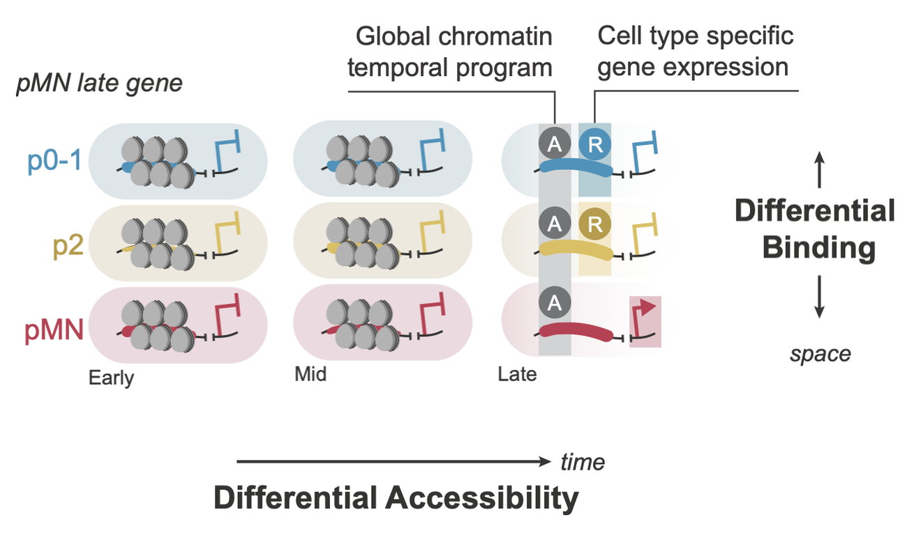 Diagram contrasting two mechanisms: along the time axis a global chromatin programme changes which elements are accessible, and along the space axis differential transcription factor binding distinguishes progenitor types