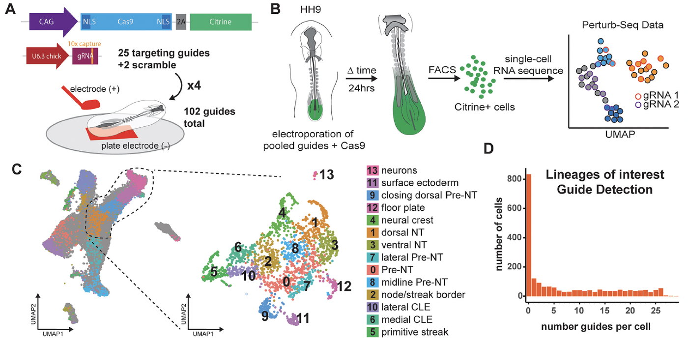 Diagram of a pooled CRISPR screen in chick embryos: a Cas9 and guide RNA construct is electroporated into the neural tube, labelled cells are sorted twenty-four hours later and sequenced one cell at a time, and the resulting map separates the cell types recovered
