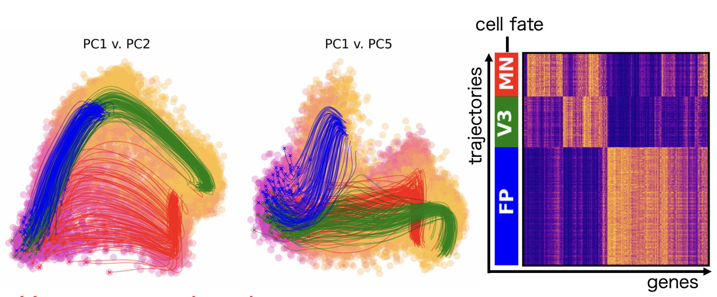 Two principal component plots showing modelled single-cell trajectories in blue, green and red running through a cloud of cells, beside a heatmap of gene expression grouped by the fate each trajectory reaches