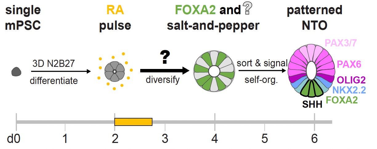 Timeline from day zero to day six. A single mouse pluripotent stem cell is differentiated in three dimensions, given a pulse of retinoic acid between days two and three, diversifies into a salt-and-pepper mixture of FOXA2 positive and negative cells, then sorts and signals to form an organoid with PAX3/7, PAX6, OLIG2, NKX2.2 and FOXA2 domains arranged in order around a lumen
