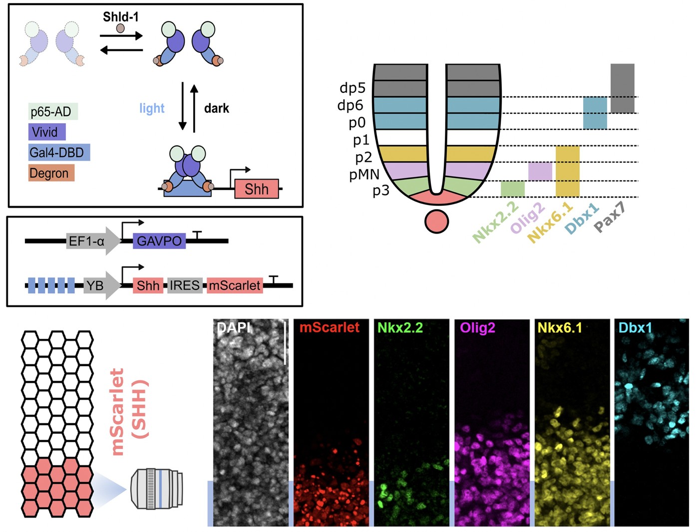 Schematic of a light-sensitive transcription factor driving Shh expression, a map of neural tube progenitor domains and the transcription factors that mark them, and confocal panels of a colony stained for DAPI, mScarlet, Nkx2.2, Olig2, Nkx6.1 and Dbx1