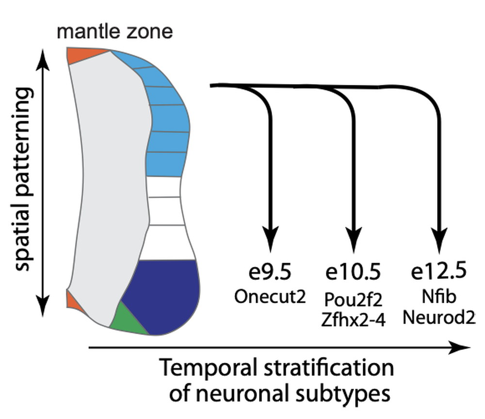 Diagram with spatial patterning on the vertical axis and temporal stratification on the horizontal, showing neuronal subtypes born at embryonic days 9.5, 10.5 and 12.5 marked by different transcription factors