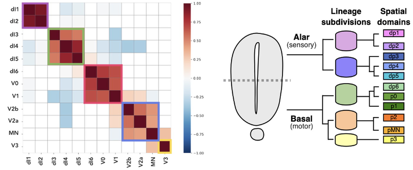 A matrix of clonal coupling scores between neuronal classes, with five blocks outlined, beside a schematic showing the neural tube dividing into alar and basal halves and then into lineage subdivisions and spatial domains