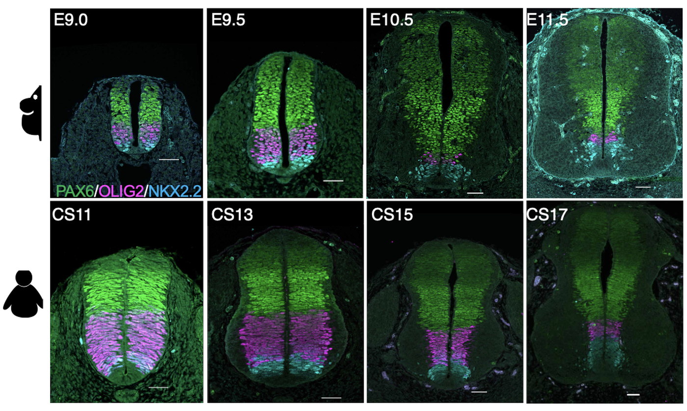 Two rows of neural tube sections stained for PAX6, OLIG2 and NKX2.2. The upper row follows mouse development from embryonic day 9 to 11.5, the lower row follows human development from Carnegie stage 11 to 17, showing the same sequence unfolding over a longer period