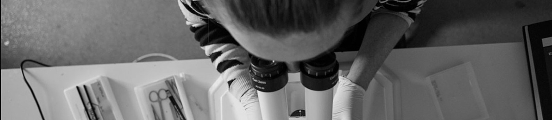 Overhead view of a lab member leaning over a stereo microscope at a bench, with dissecting instruments laid out beside it