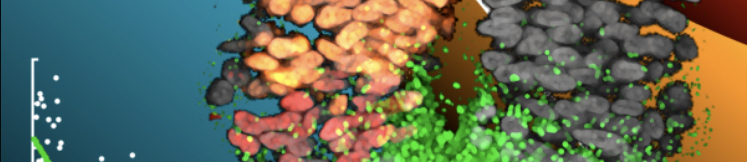 Composite showing a three-dimensional reconstruction of the neural tube alongside the raw imaging data and a fitted model curve, with progenitor domains in orange, red and green
