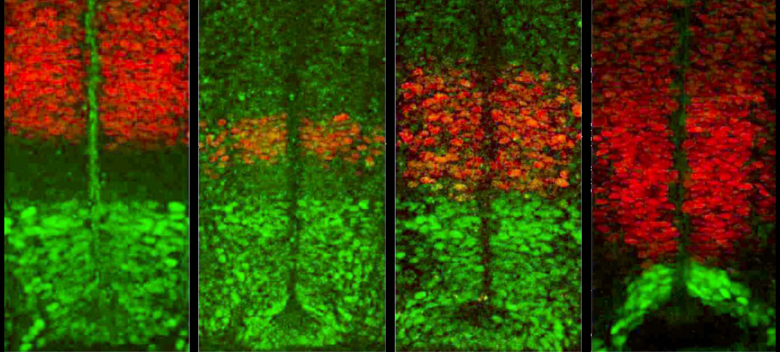 Transverse sections of the neural tube showing progenitors expressing a combination of transcription factors including Pax6, Nkx6.1, Nkx2.2, Dbx1 and Dbx2.